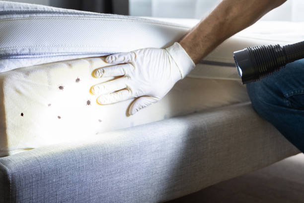 Best Rat Extermination Near Me  in Cedar Falls, IA